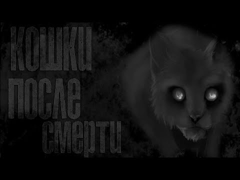 КОШКИ ПОСЛЕ СМЕРТИ. ЕСТЬ ЛИ У КОТОВ ДУША?