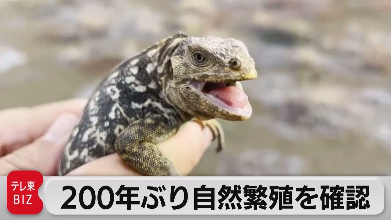 ガラパゴスで200年ぶりにイグアナ誕生！ “ダーウィンの島”で自然繁殖を