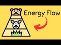 Energy Flow and Trophic Levels in Ecosystems