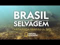 BRASIL SELVAGEM | Tartaruga Marinha | 360°