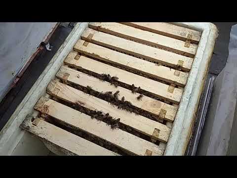 Зимуют запасные матки.