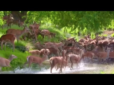 ভিডিও: পেমব্রোক গার্ডেনে দোকানের সম্পূর্ণ নির্দেশিকা