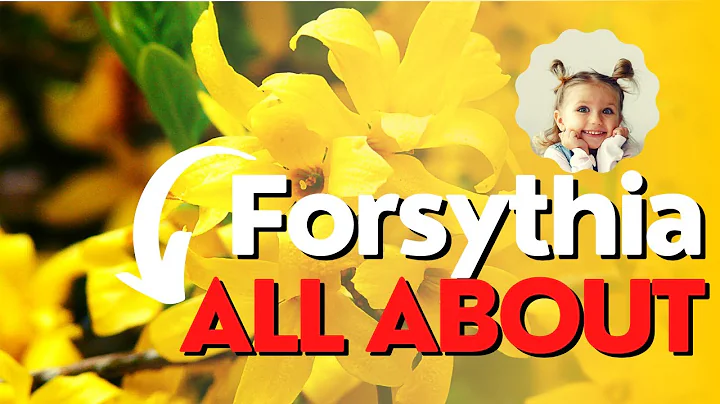 Odla Forsythia för vackra gula blommor