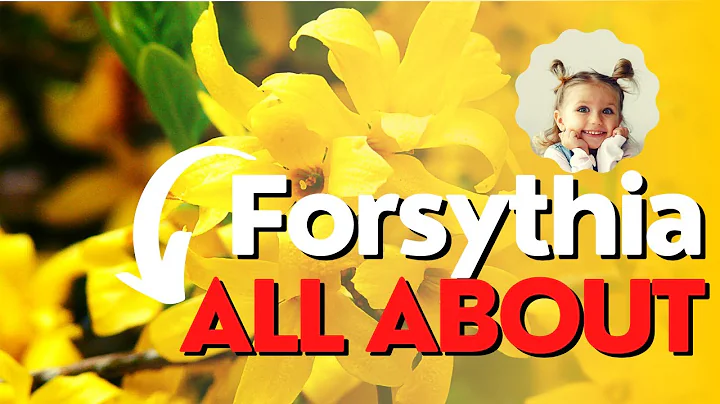 Growing Gorgeous Forsythia: A Step-by-Step Guide