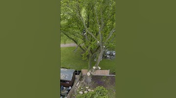 Smooth rigging #rigging #arborist #treework #arbortec