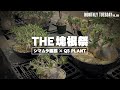 【植物イベント】シマムラ園芸で行われたQS PLANTのパキポディウム グラキリス、塊根植物のイベントに行ってきた!