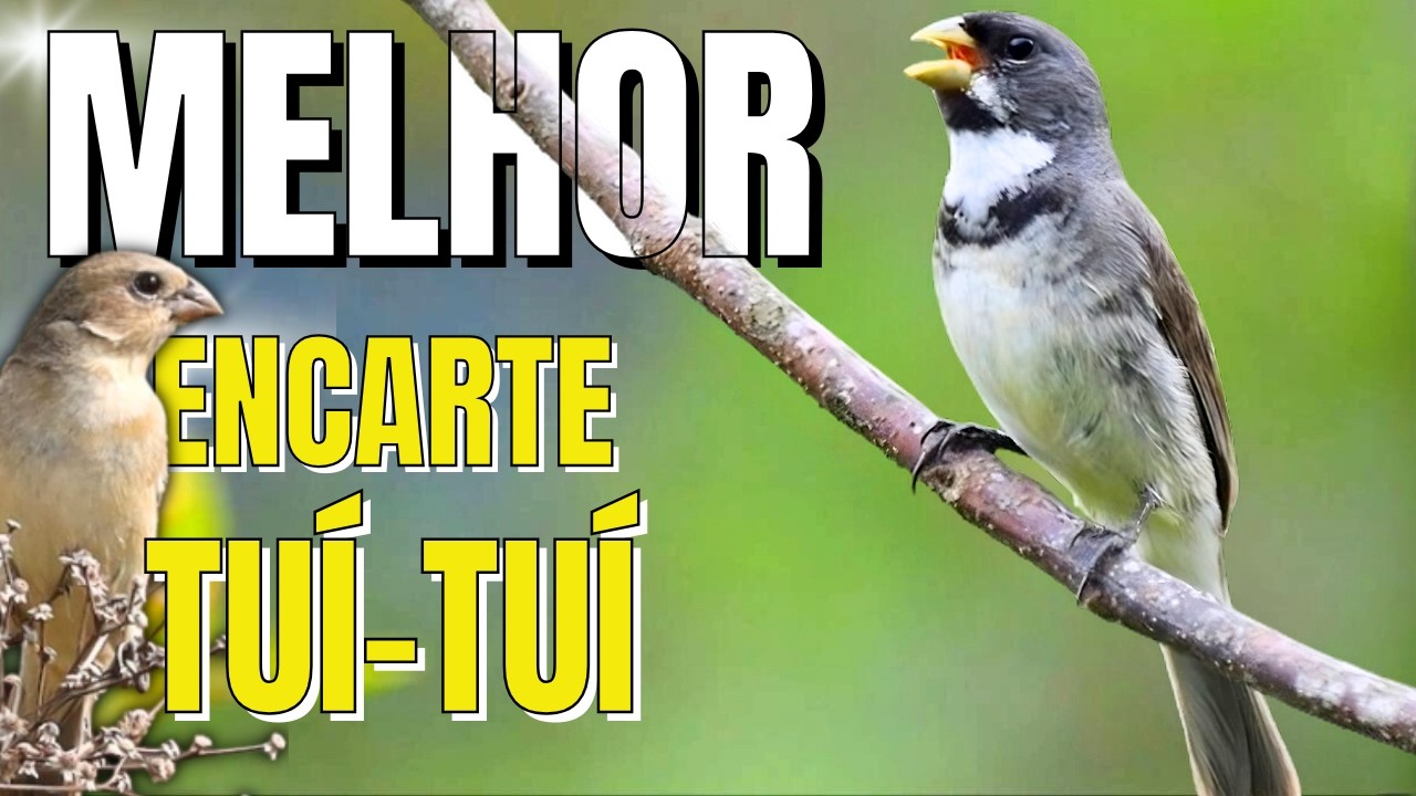 🟢 MELHOR CANTO TUI TUI PARA ENCARTE🟢🟢ÁUDIO COM FÊMEA - TURBINE SEU COLEIRO 🟢