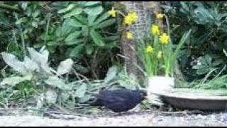 Young Blackbird On Early Spring Sunday Visit To My Cottage Garden Scone Perth Perthshire Scotland