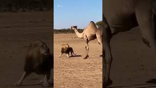 Wild Arena | Camel vs Lion – Ultimate Desert Showdown (8K Ultra Realistic)