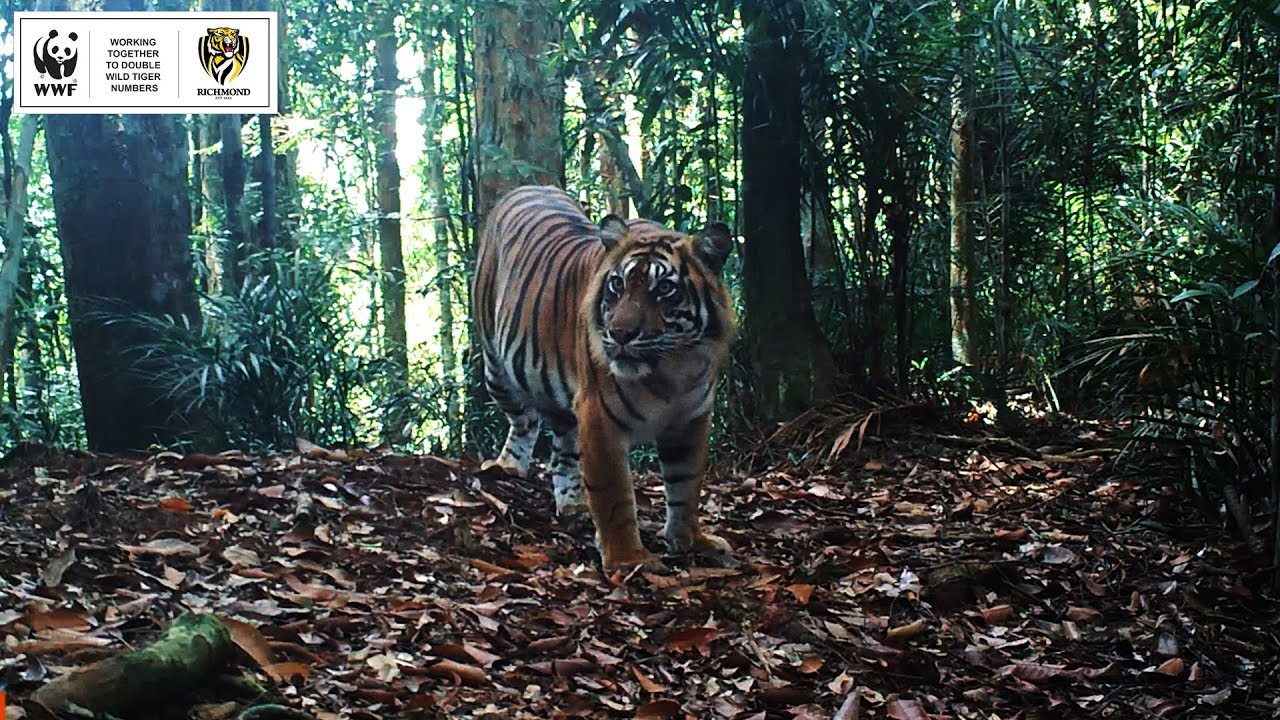 to the Jungle WWFAustralia YouTube