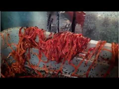 Worms: Thousands Escaping Compost Bin - YouTube