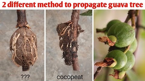 2 different method to propagate guava fruit tree | guava tree air layering propagation