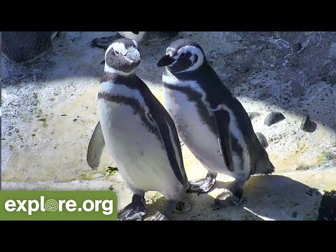 Videó: Miért vannak veszélyben a magellán-pingvinek?
