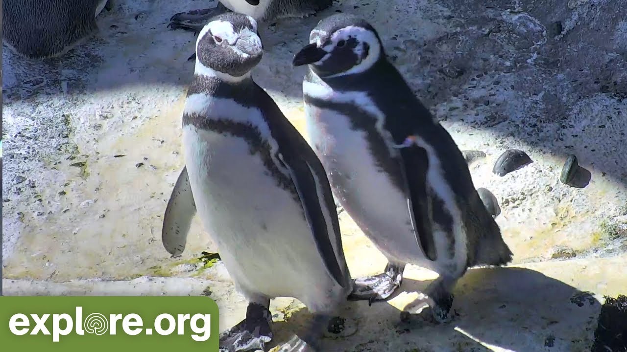 Five Fascinating Facts About Magellanic Penguins - Never Stop Learning -  YouTube