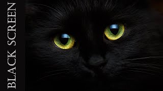 ~BLACK SCREEN~ Cat Purr~ 10 HOURS! Relax to the sound of your best catfriend purring! Sleep Sounds