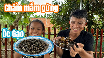 Luộc 2 Loại Ốc Gạo Và Ốc Bưu Vàng Chấm Mắm Gừng | Cuộc Sống Thôn Quê