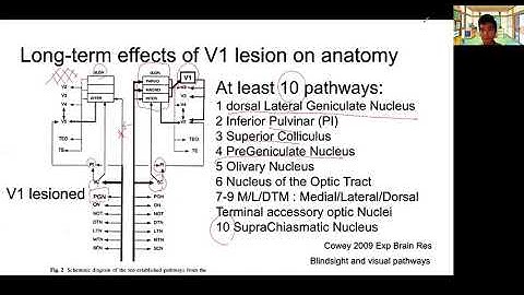 Blindsight and visual pathways