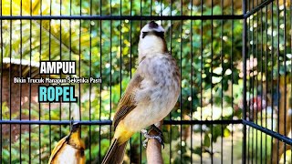 TRUCUKAN GACOR TARUNG ROPEL PANJANG Pancingan Trucukan agar bunyi Ampuh Burung TRUCUK gacor EMOSI