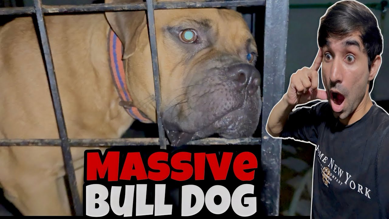 You Think You Can Handle a Bullmastiff? Think Again! 