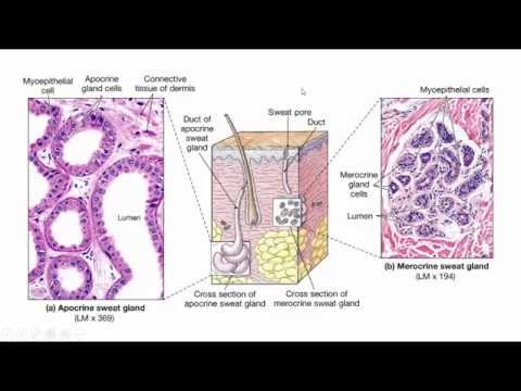 Video: Wat is die funksie van anatomie en fisiologie?