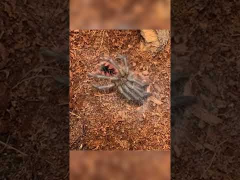 Tarántula mudando de