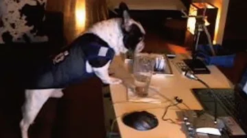 تحميل ウナちゃんマン 犬