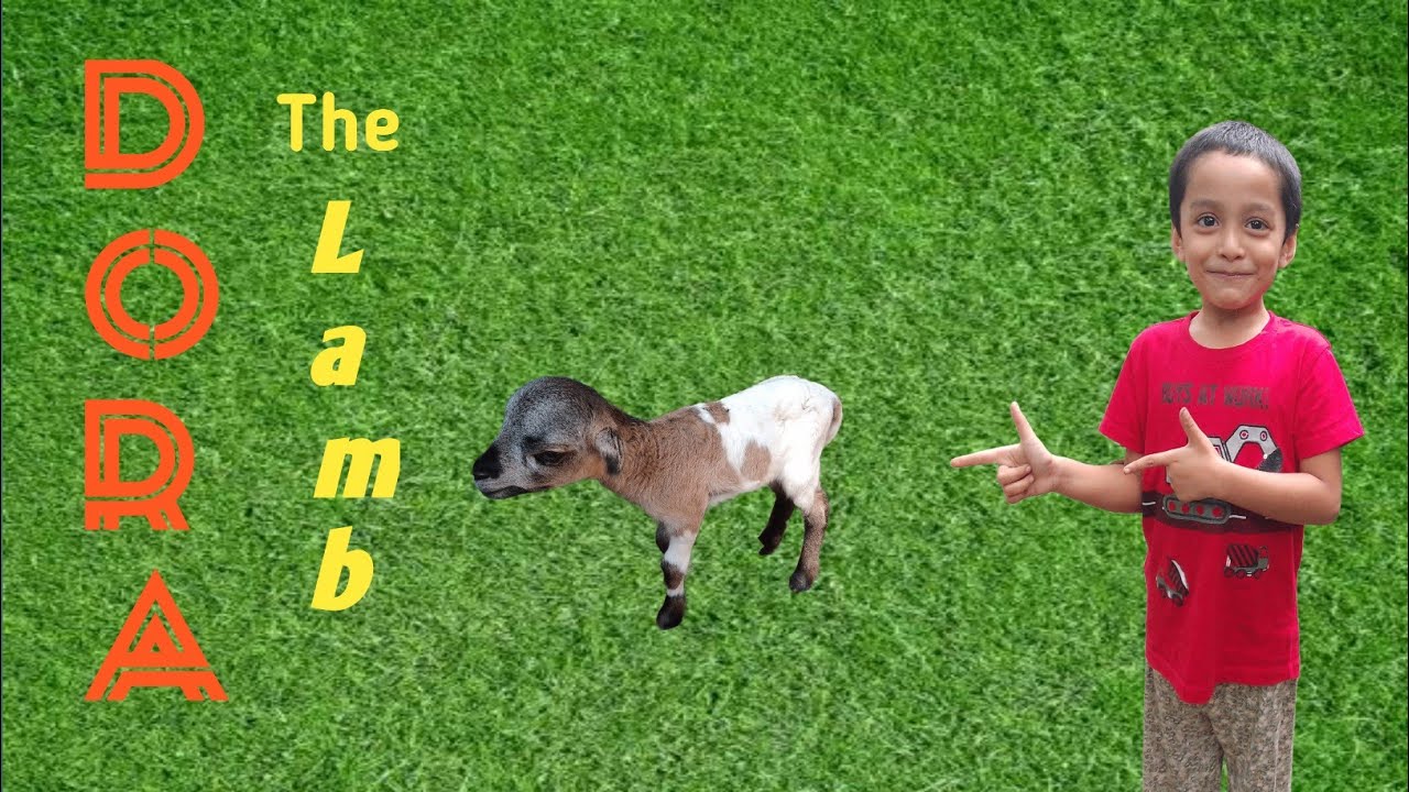 Dora the Lamb | আমার ছোট্ট খামারের নতুন সদস্য | Goat Farming | Ayan's ...