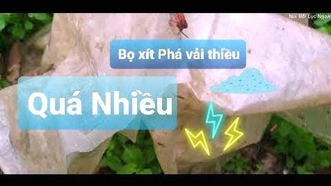 Cơn Mưa Vàng Giải Nhiệt Mà Bọ Xít Phá Vải Thiều Lục Ngạn Quá Nhiều