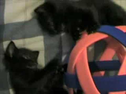 Cute Kittens Playing Katamari Damacy (Tesla, Tetra, & The Darko Brothers)