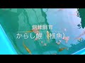 2020/9/3 からし鯉（稚魚）飼育