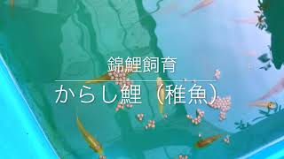 2020/9/3 からし鯉（稚魚）飼育