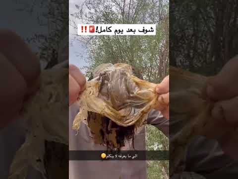 الحناء بعد يوم كامل اكسبلور ترند Bushcraft Foryou