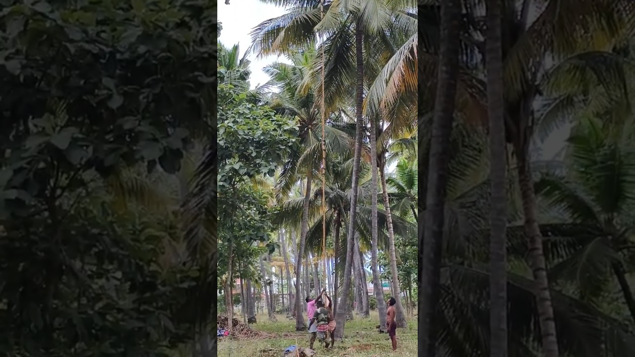 🌴Cutting coconuts from an 80-foot tall coconut tree with bamboo#shortvideo #coconut#tamil#bumboo