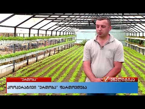 აჭარის კოოპერატივი \"ერთობა\" - TV პირველი