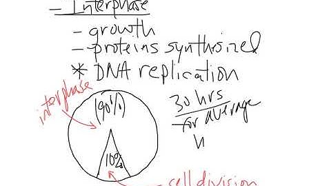 LE Cell Cycle and Mitosis video 3