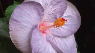 Борис Дали - Обичам Те