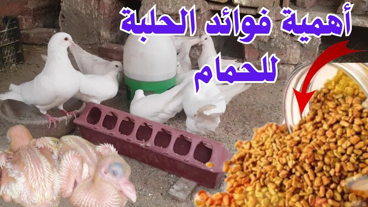 فوائد الحلبة للحمام|اقوي علاج بالاعشاب ومهمه للحمام فى زيادة إنتاج البيض والزغاليل|ابوشام مع الحمام