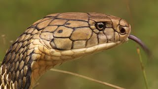 BBC. Мир природы / Смертоносные змеи Индии