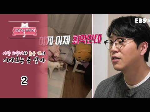 고양이를 부탁해 - 어린 고양이와 늙은 개의 이대로는 못 살아_#002