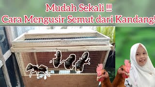 Ayam Kampung || Cara Mengusir Semut Dari Kandang Ayam Dengan Mudah @Duniaternak23