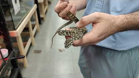 Centralian Carpet python (Morelia bredli)  | Reptile Life