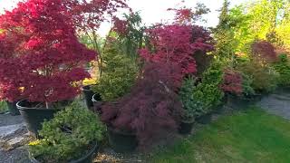 Spring Color Japanese Maples - May 7 2020