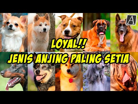 Video: Kebanyakan Anjing yang Loyal