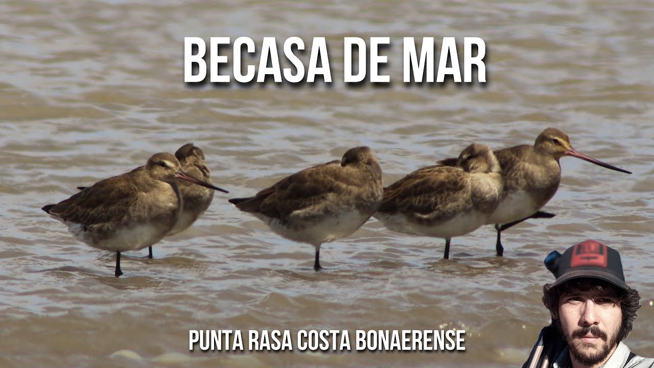 Канадский веретенник 4K (Limosa haemastica)