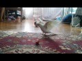 Корелла Альби танцует свой танец / Cockatiel Albi dancing