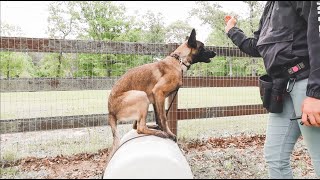 Echo 6 Month old Belgian Malinois Obedience