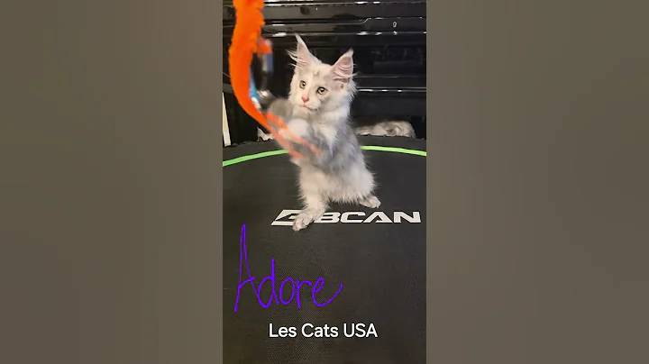 Video 11371601: mainecoonkitten mainecoonlovers, mainecoons mainecoonkitten, maine coon cat kitten, silver mainecoon