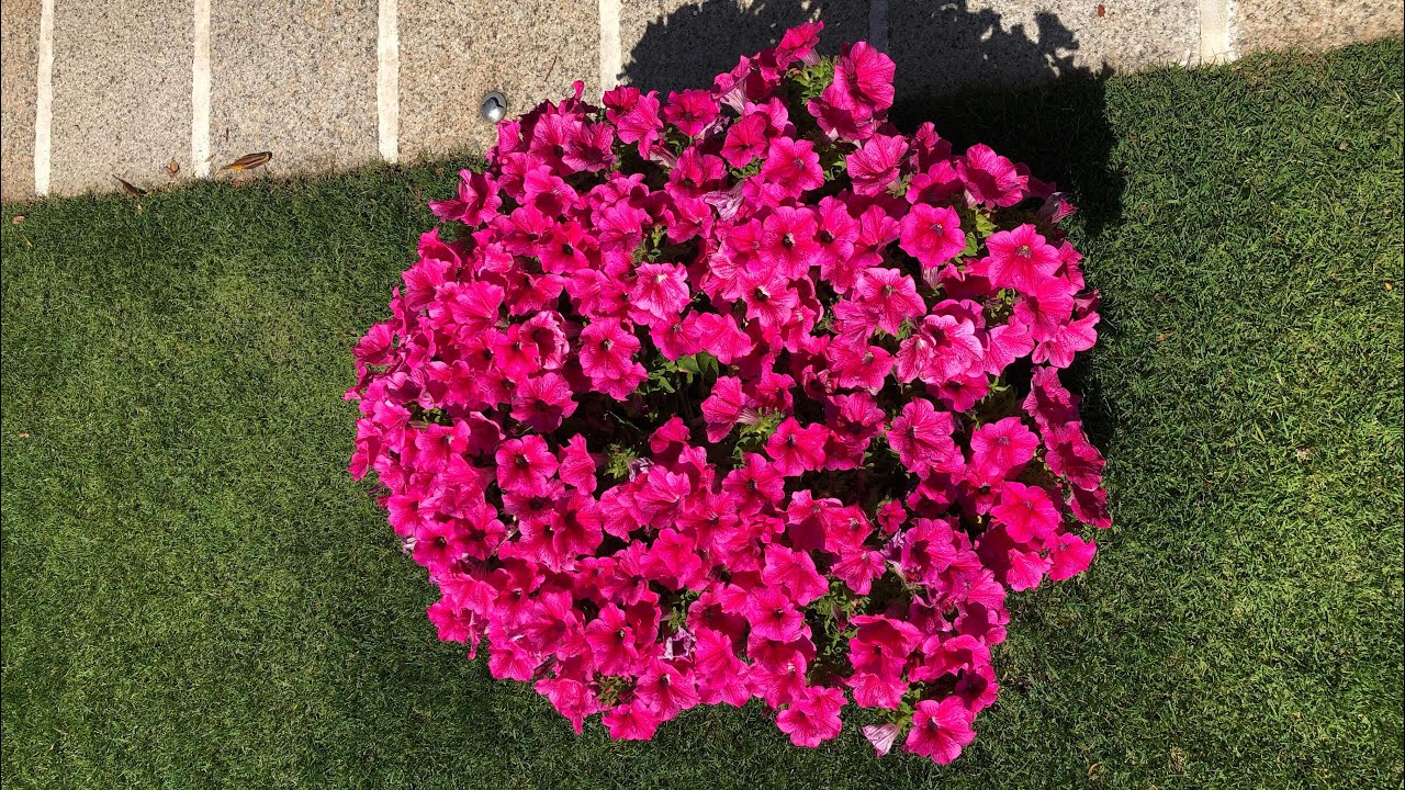 Come potare le surfinie