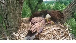 06 11 18~Decorah Eagle Cam~A nice big fish for the kids.