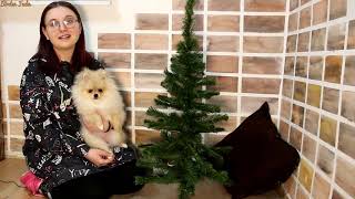 Pomeranian Boo Cinsi Köpeğim Tokyo ile Yılbaşı ağacı süsledik. Tokyo ya Yeni Yıl Kıyafeti giydirdim.